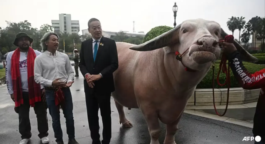 Kerbau Langka Raksasa Seharga Rp7,8 Miliar Ini Bertemu PM Thailand